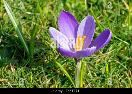 Crocus (crocus vernus), primo piano di un singolo fiore viola che cresce sull'erba rifilata di un bordo della strada in primavera. Foto Stock