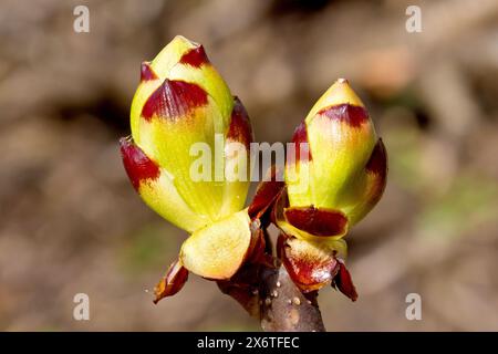 Ippocastano o albero di Conker (aesculus hippocastanum), primo piano che mostra un paio di gemme di foglie isolate dell'albero che iniziano ad aprirsi in primavera. Foto Stock