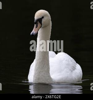 Bellissimo cigno bianco su sfondo scuro che nuota sul lago (Cygnus olor) Foto Stock