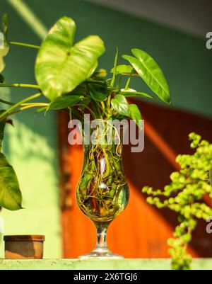 betel foglia pianta in tazza di vetro con acqua per la decorazione della casa Foto Stock