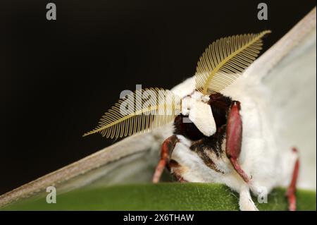 Falena indiana (Actias selene), maschio, prigioniera, presenza in Asia Foto Stock