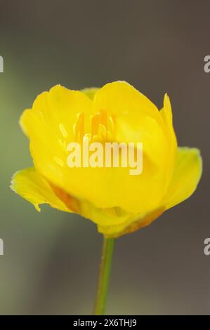 Globeflower europeo (Trollius europaeus), fiore, Baviera, Germania Foto Stock