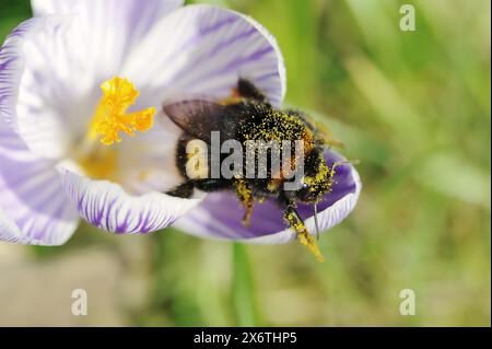 Grande bumblebee terrestre (Bombus terrestris) su croco (Crocus spec.), Renania settentrionale-Vestfalia, Germania Foto Stock