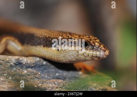 Skink (Egernia striolata), prigioniero, che si verifica in Australia Foto Stock