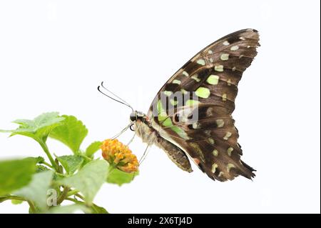 jay curvo (Graphium agamemnon, Papilio agamemnon) su sfondo bianco, prigioniero, che si verifica in Asia e Australia Foto Stock