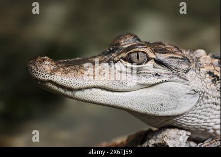 Alligatore del Mississippi o alligatore americano (Alligator missippiensis), giovanile, ritratto, Florida, Stati Uniti Foto Stock