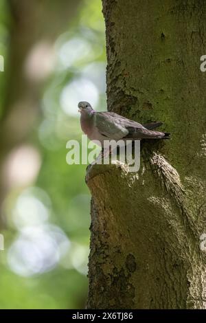 Magazzino Colomba (Columba oenas), Emsland, Bassa Sassonia, Germania Foto Stock