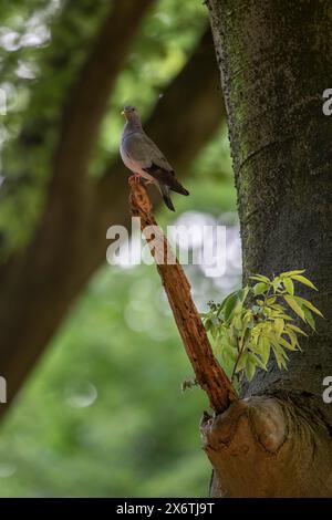 Magazzino Colomba (Columba oenas), Emsland, Bassa Sassonia, Germania Foto Stock