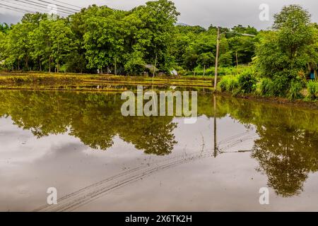 Risaie inondate di fronte a lussureggianti alberi verdi sotto il cielo nuvoloso in Thailandia Foto Stock