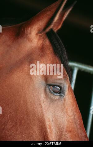 Immagine ravvicinata che cattura i dettagli intricati dell'occhio di un cavallo di castagno, mostrando texture e riflessi unici. Foto Stock