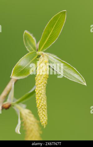 Salice bianco (Salix alba), foglie e fiori femminili, Renania settentrionale-Vestfalia, Germania Foto Stock