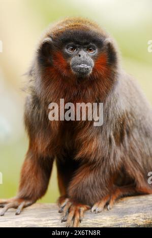 titi coppery o titi rosso (Plecturocebus cupreus, Callicebus cupreus), prigioniero, presente in Brasile e Perù Foto Stock