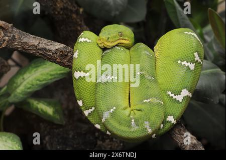 Boa verde smeraldo (Corallus caninus), prigioniero, presenza in Sud America Foto Stock