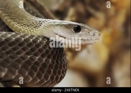 Mamba nera (Dendroaspis polylepis), prigioniera, presente in Africa Foto Stock