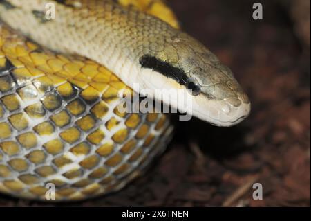 Serpente di bellezza di Taiwan (Orthriophis taeniurus frisei, Elaphe taeniura frisei), prigioniero, presenza in Asia Foto Stock