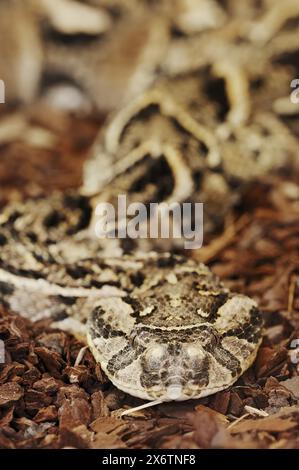 Addominale (Bitis arietans, Bitis lachesis), in cattività, presente in Africa Foto Stock