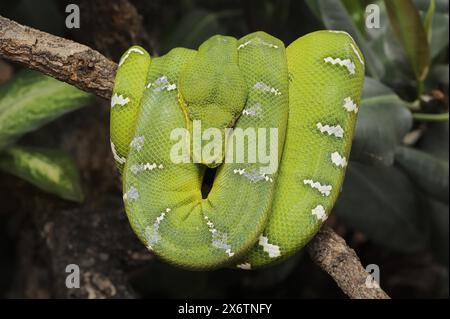 Boa verde smeraldo (Corallus caninus), prigioniero, presenza in Sud America Foto Stock