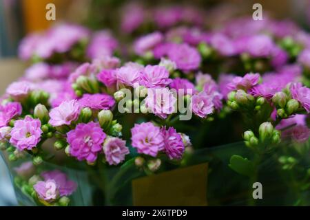 Una collezione di fiori rosa Kalanchoe disposti ordinatamente in un vaso. Foto Stock