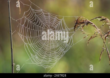 Una ragnatela tra le erbe ricoperte di rugiada mattutina, gocce d'acqua sui fili della ragnatela Foto Stock
