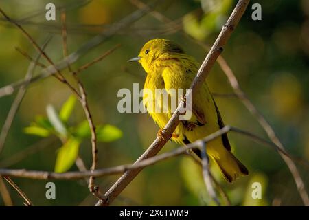 Parula gialla (Setophaga petechia) a Boise, Idaho. Foto Stock