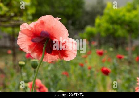 Fiore di papavero arancione e sfondo sfocato. Foto Stock