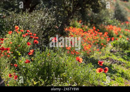 Papaveri nell’oliveto, villaggio di Salobre, Sierra de Alcaraz, provincia di Albacete, Castilla-la Mancha, Spagna. Foto Stock