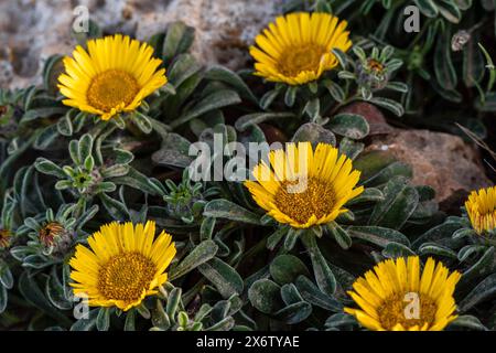Pallenis maritima (L.) Greuter, 1997, fiore giallo sulla costa, Cala Rafalino, Manacor, Maiorca, Isole Baleari, Spagna. Foto Stock