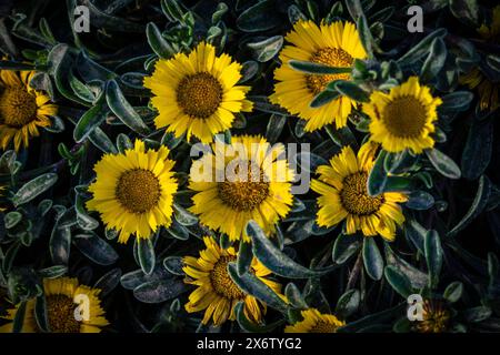 Pallenis maritima (L.) Greuter, 1997, fiore giallo sulla costa, Cala Rafalino, Manacor, Maiorca, Isole Baleari, Spagna. Foto Stock