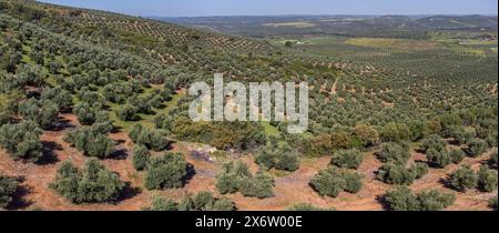 Ampia estensione di oliveti destinati alla produzione di olio, vicino alla città di Puertas de Segura, provincia di Jaén, Andalusia, Spagna. Foto Stock