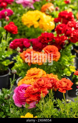 Ranunculus fioritura, famiglia Ranunculaceae. Mallorca, Spagna. Foto Stock