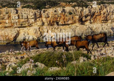 Capra di Maiorca, Cala pilota, Manacor, Maiorca, Isole Baleari, Spagna. Foto Stock