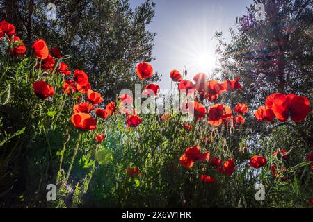 Papaveri nell’oliveto, villaggio di Salobre, Sierra de Alcaraz, provincia di Albacete, Castilla-la Mancha, Spagna. Foto Stock