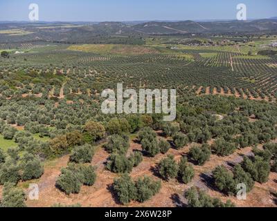 Ampia estensione di oliveti destinati alla produzione di olio, vicino alla città di Puertas de Segura, provincia di Jaén, Andalusia, Spagna. Foto Stock