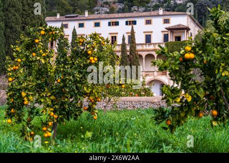 Raixa, proprietà pubblica, comune di Bunyola, Maiorca, Isole Baleari, Spagna. Foto Stock