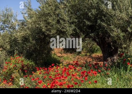 Papaveri nell’oliveto, villaggio di Salobre, Sierra de Alcaraz, provincia di Albacete, Castilla-la Mancha, Spagna. Foto Stock