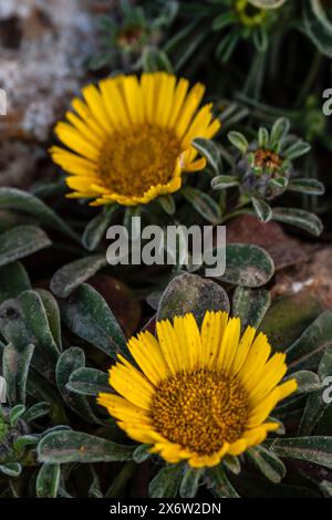 Pallenis maritima (L.) Greuter, 1997, fiore giallo sulla costa, Cala Rafalino, Manacor, Maiorca, Isole Baleari, Spagna. Foto Stock