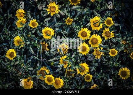 Pallenis maritima (L.) Greuter, 1997, fiore giallo sulla costa, Cala Rafalino, Manacor, Maiorca, Isole Baleari, Spagna. Foto Stock