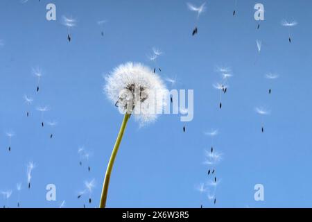 Mese nazionale di sensibilizzazione sull'asma e sulle allergie. Morbidi leoni leoncini brillano nel cielo blu Foto Stock