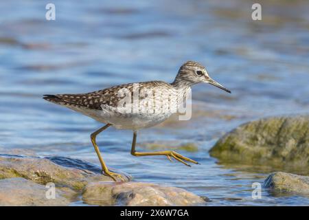 Un sandpiper di legno in Finlandia Foto Stock