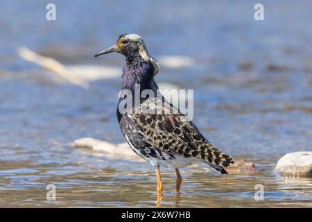 Un ruff maschile a Finlad Foto Stock