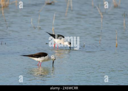 Un paio di palafitte, himantopus himantopus, che si nutrono nel parco naturale di El Hondo, Spagna Foto Stock