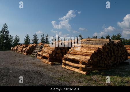 Alberi abbattuti impilati nel negozio della foresta. Foto Stock