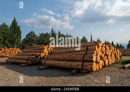 Alberi abbattuti impilati nel negozio della foresta. Foto Stock