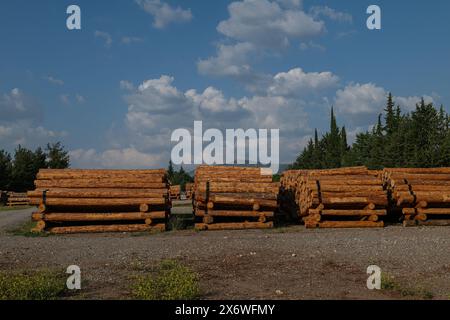 Alberi abbattuti impilati nel negozio della foresta. Foto Stock