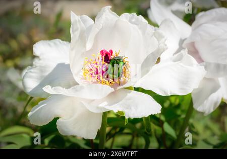 Coleottero Cetonia aurata, detto croon rosa o verde rosa, nel cuore di una peonia con petali bianchi in formato orizzontale Foto Stock