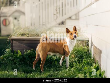 Cane Basenji bianco e marrone chiaro che posa in un giardino che guarda verso l'alto Foto Stock