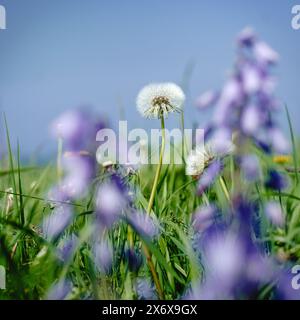 Campanelli e leoni sulla cima della scogliera che si affacciano sul Mare del Nord a Whitley Bay, North Tyneside Foto Stock
