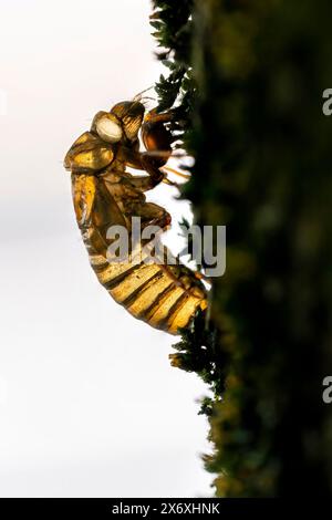 La silhouette di un guscio di cicada vuoto si aggrappa alla corteccia ruvida di un albero. Foto Stock