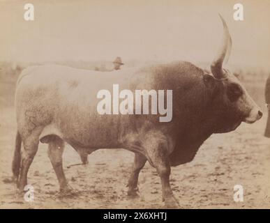 Toro, fotografia, anonimo, Mairano, 1860 - 1890, carta, stampa albume, altezza, 206 mm x larghezza, 264 mm Foto Stock