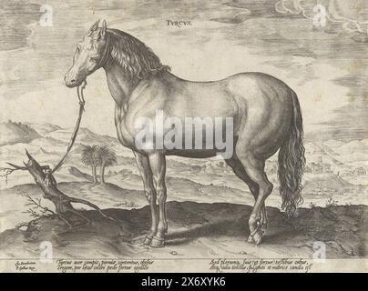 Cavallo proveniente dalla Turchia, Tvrcvs (titolo sull'oggetto), razze di cavallo dalle scuderie reali di Don Juan d'Austria (titolo della serie), Equile Ioannis Austriaci Caroli (titolo della serie), Un cavallo turco, in profilo. La stampa ha una didascalia latina e fa parte della seconda parte di una serie di 39 parti sulle razze dei cavalli dalle scuderie reali di Don Juan d'Austria., stampa, tipografo: Hendrick Goltzius, (attribuito a), su disegno di: Jan van der Straet, (menzionato sull'oggetto), editore: Philips Galle, (menzionato sull'oggetto), stampatore: Anversa, su disegno di: Firenze, editore: Anversa, c. 1578 - c Foto Stock